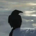 Avatar: Snowraven